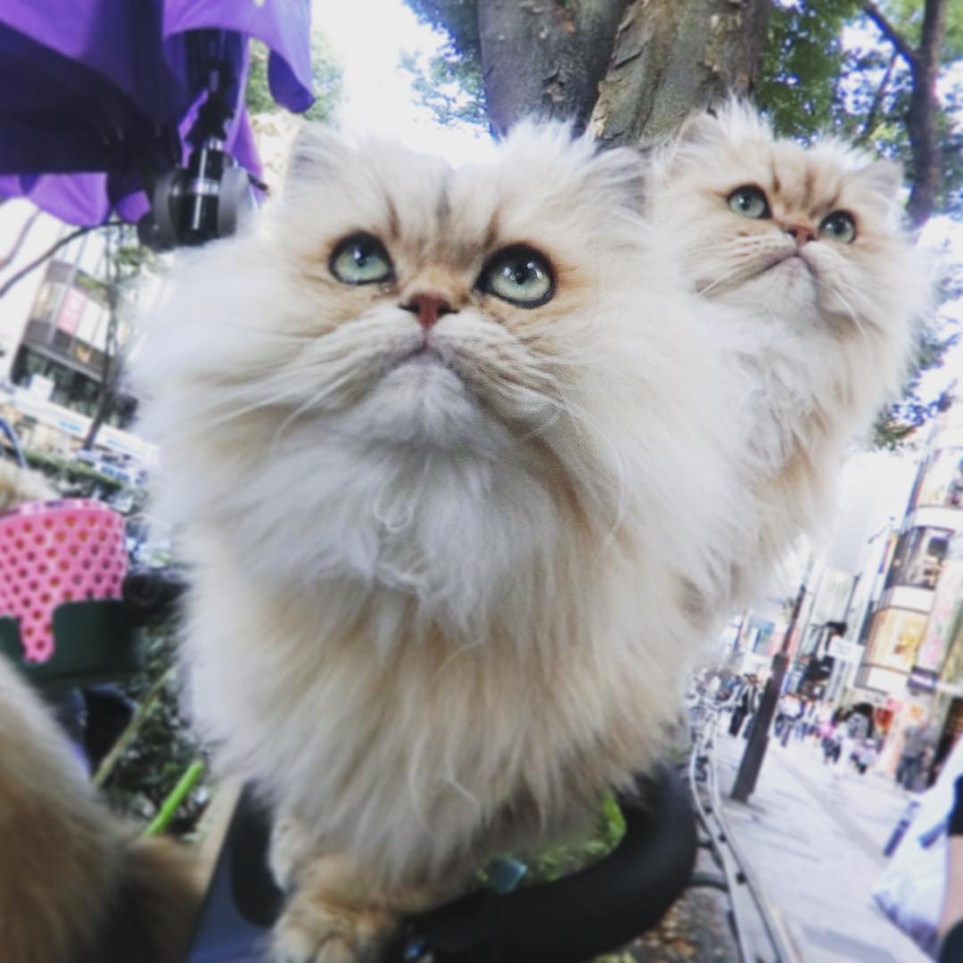 瀬戸早妃 お散歩中 ものすごい 猫たちに出会った 実はこの子たちの他に あと6 8匹いて 猫おじさんがお散歩してたの びっくり 猫おじさん 猫 ねこ 可愛かった Moe Zine 瀬戸早妃 お散歩中 ものすごい 猫たちに出会った 実はこの子たちの他に あと6 8匹いて 猫おじさんがお散歩してたの びっくり 猫おじさん 猫 ねこ 可愛かった Moe Zine