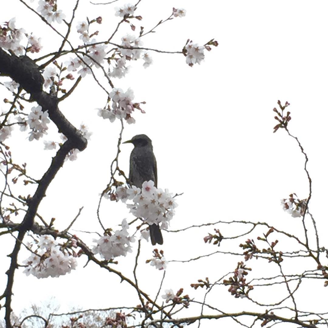 野中藍 桜と鳥 ラリルれ企画その2 桜 Cherryblossom Moe Zine 野中藍 桜と鳥 ラリルれ企画その2 桜 Cherryblossom Moe Zine
