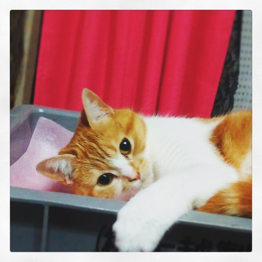 根岸愛 朝5時にママから送られてきたコレットpart2 飼い猫 猫 懐かない Moe Zine