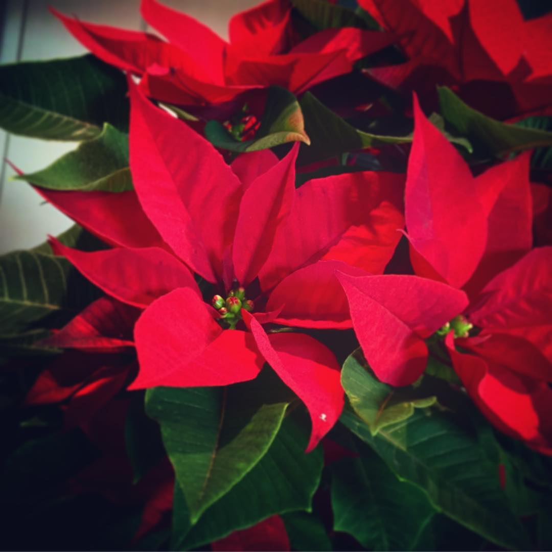 平野綾 祝福 幸運を祈る 私の心は燃えている 清純 Purity Be Of Good Cheer Poinsettia 花言葉 Me Moe Zine 平野綾 祝福 幸運を祈る 私の心は燃えている 清純 Purity Be Of Good Cheer Poinsettia 花言葉 Me Moe Zine