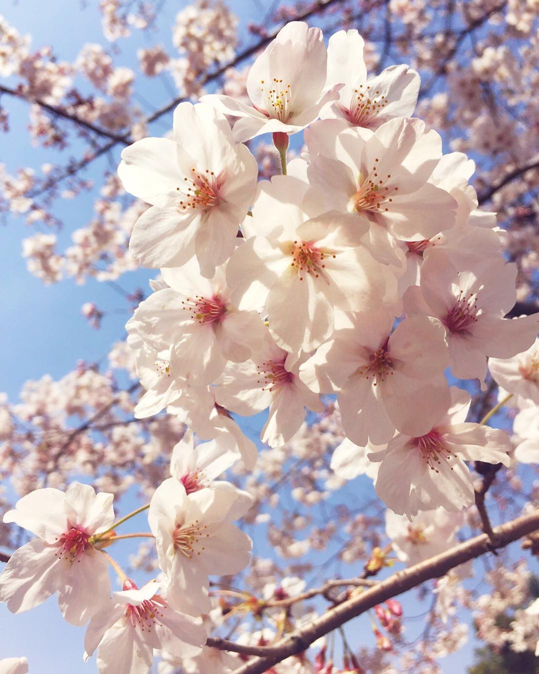 堀江由衣 桜の写真撮れました きっと今時のインスタは桜で満開なハズ 笑 Moe Zine