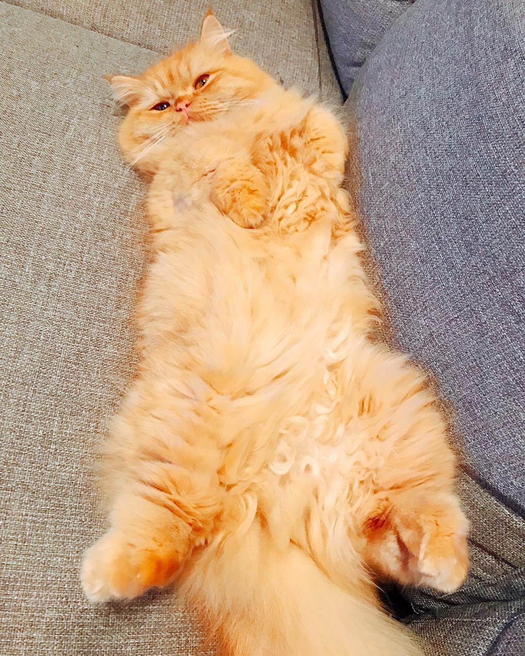 今野杏南 おはよう Gm おはゆ 何この猫 もはや猫じゃない おっ広げ大得意 足ぱっかーん 飼い主の寝方そっくり笑 一応マンチカンとエキゾチッ Moe Zine