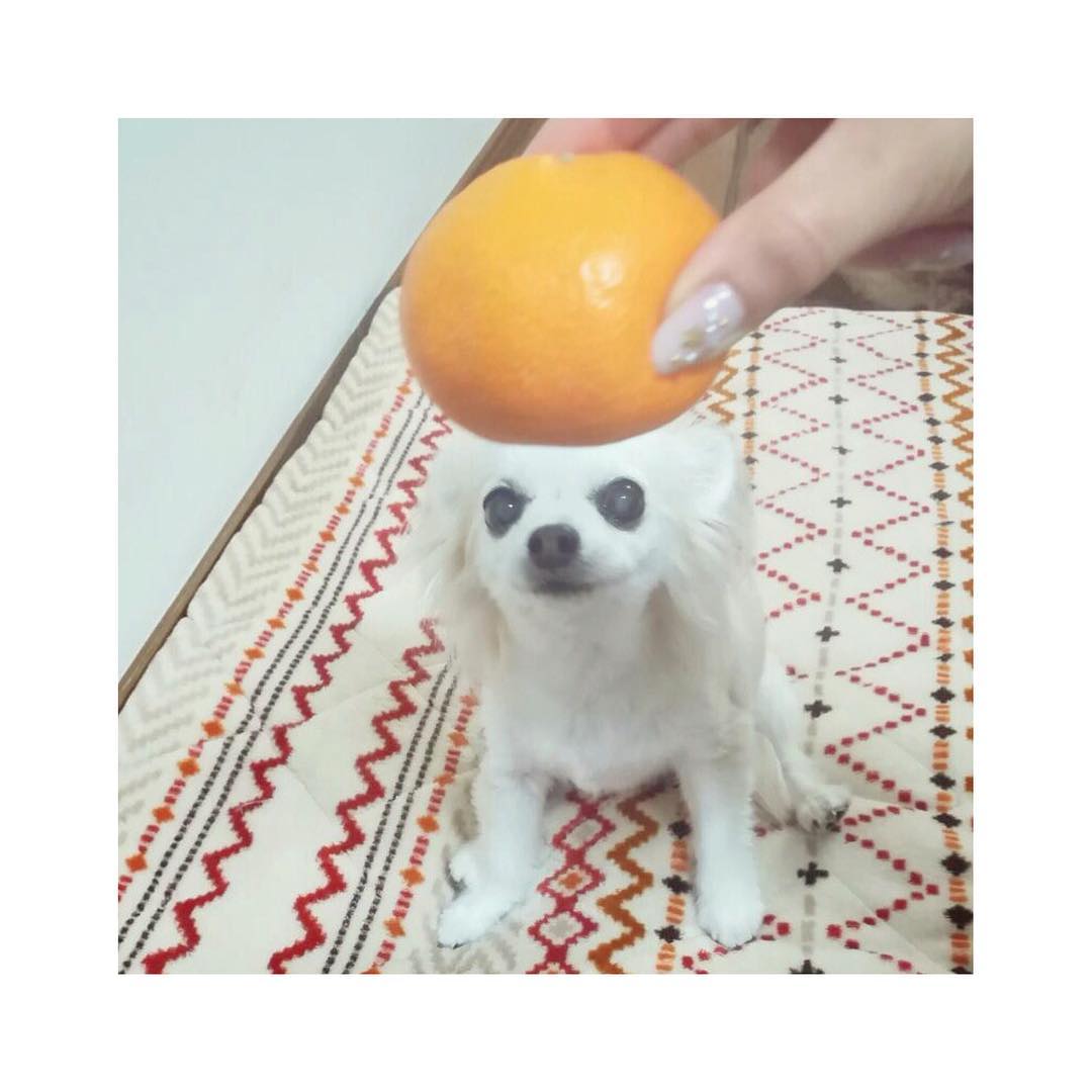 小倉唯 今年は戌年ですね 鏡餅ならぬ 犬餅です モデルは 愛犬のコナンチワワです 遠距離方で撮影 インスタ限定 18年 戌年 鏡餅 Moe Zine