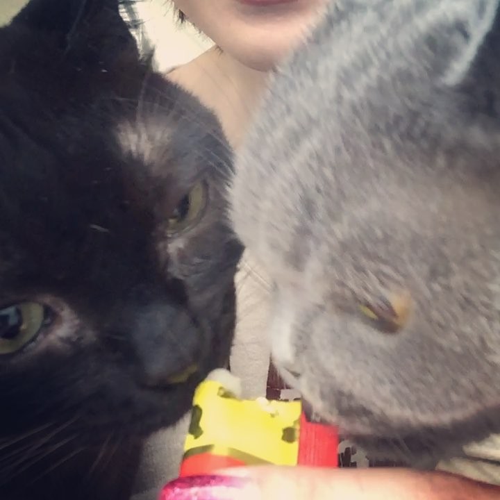 ちゅーるの威力はんぱねー Moe Zine