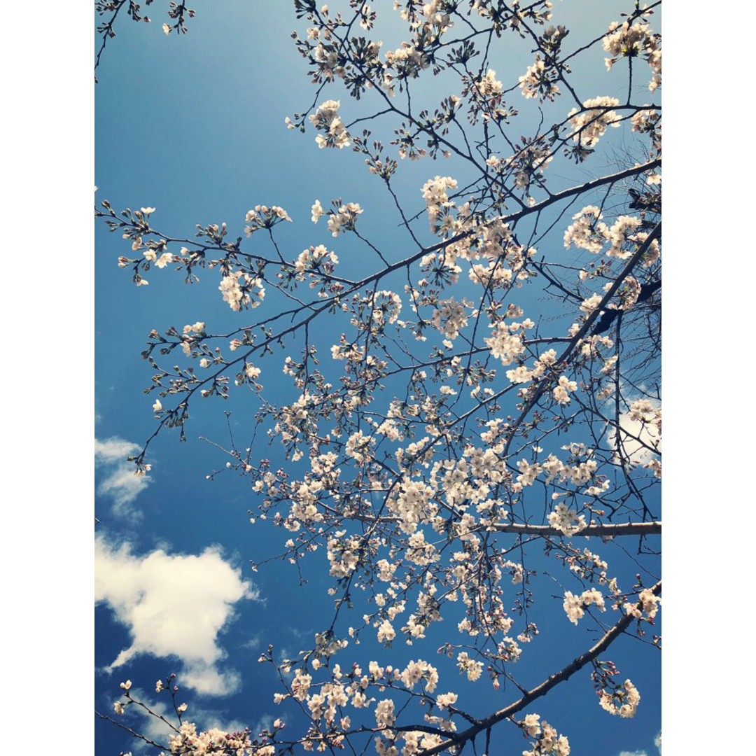堀江由衣 今年も桜見られました お仕事の合間に通りかかった神社で 桜を見がてら おみくじを引いてみました おみくじは大吉でしたよ 1年前にもたまたま同じ神社で Moe Zine