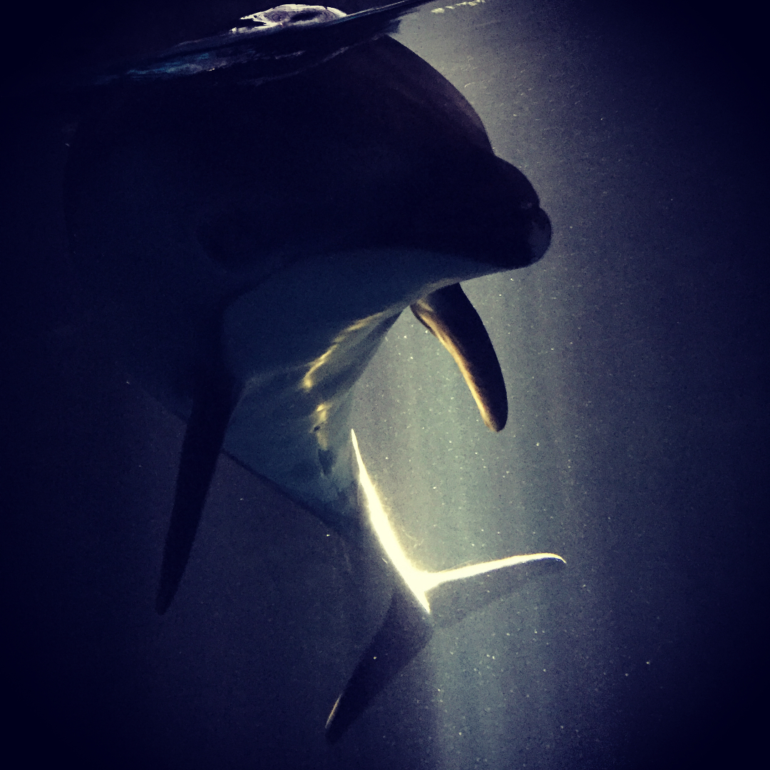 平野綾 この子ずっとそばにいてくれた 友達になった 昔からイルカとサメとエイとシャチに好かれます 海遊館 イルカ ナイトアクアリウム 平野綾 Moe Zine