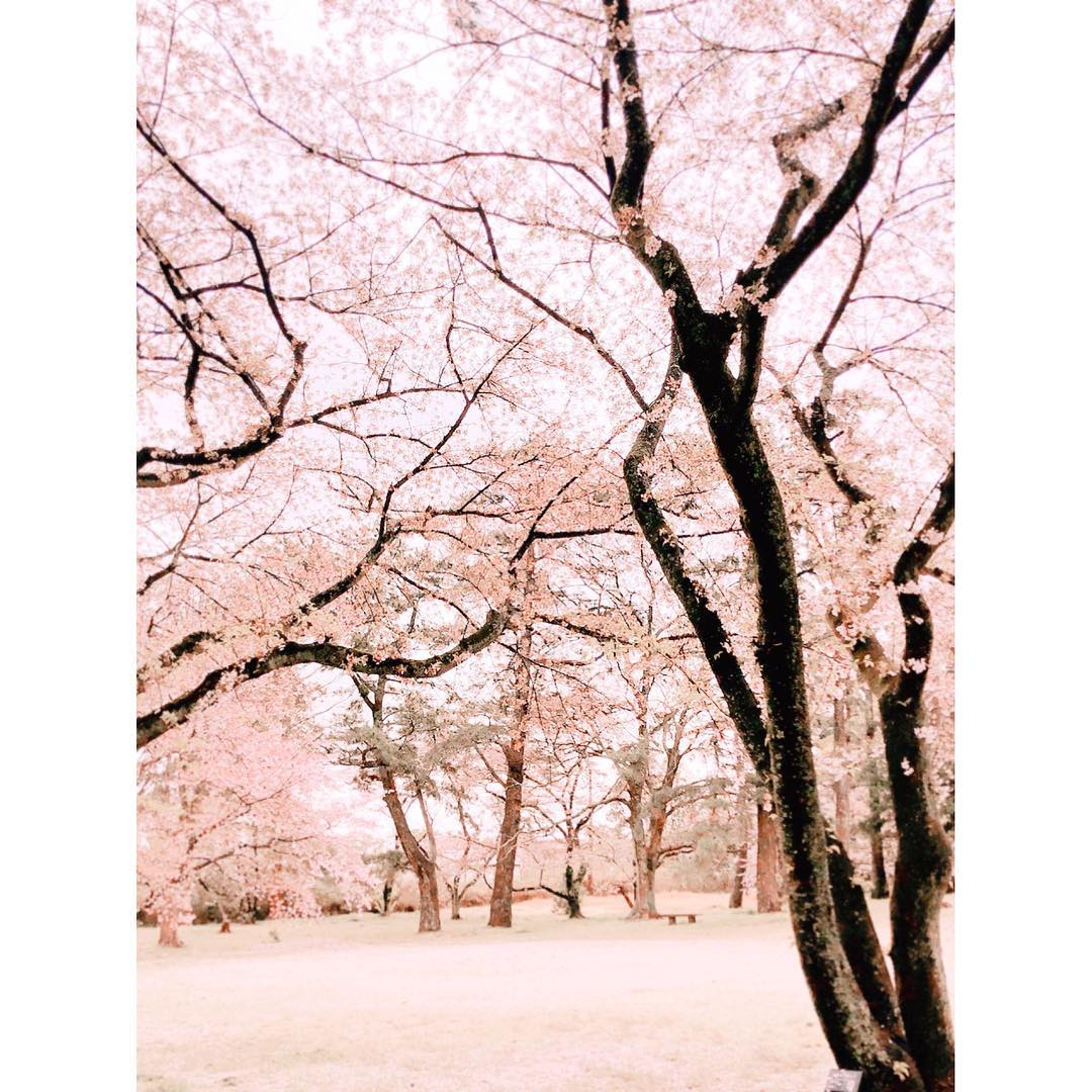 茅原実里 桜が待っててくれました 明日は出雲大社でライブ よろしくお願いします 出雲大社ご奉納公演 出雲大社 桜 一期一会 縁結び Moe Zine 茅原実里 桜が待っててくれました 明日は出雲大社でライブ よろしくお願いします 出雲大社ご奉納公演 出雲大社 桜 一期一会 縁結び Moe Zine