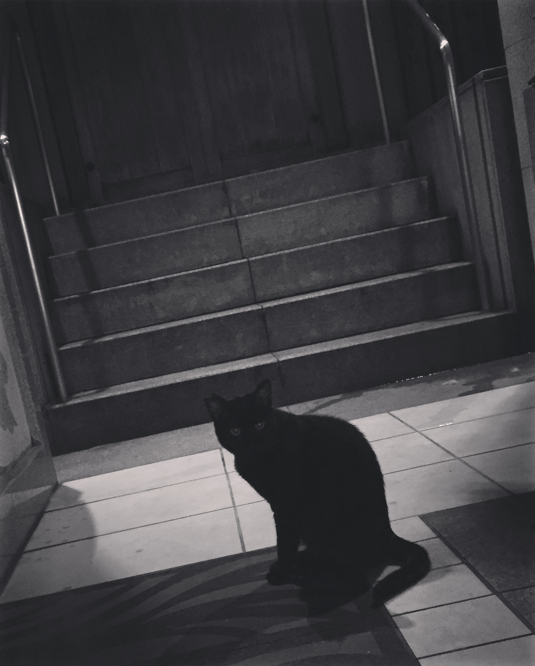 平野綾 法善寺のにゃんこたち くつろいでる姿 最後に合流した黒猫さんがやたらイケメンだった 法善寺 法善寺横丁 野良猫 にゃんこ 黒猫 Moe Zine 平野綾 法善寺のにゃんこたち くつろいでる姿 最後に合流した黒猫さんがやたらイケメンだった 法善寺 法善寺横丁 野良猫 にゃんこ 黒猫 Moe Zine