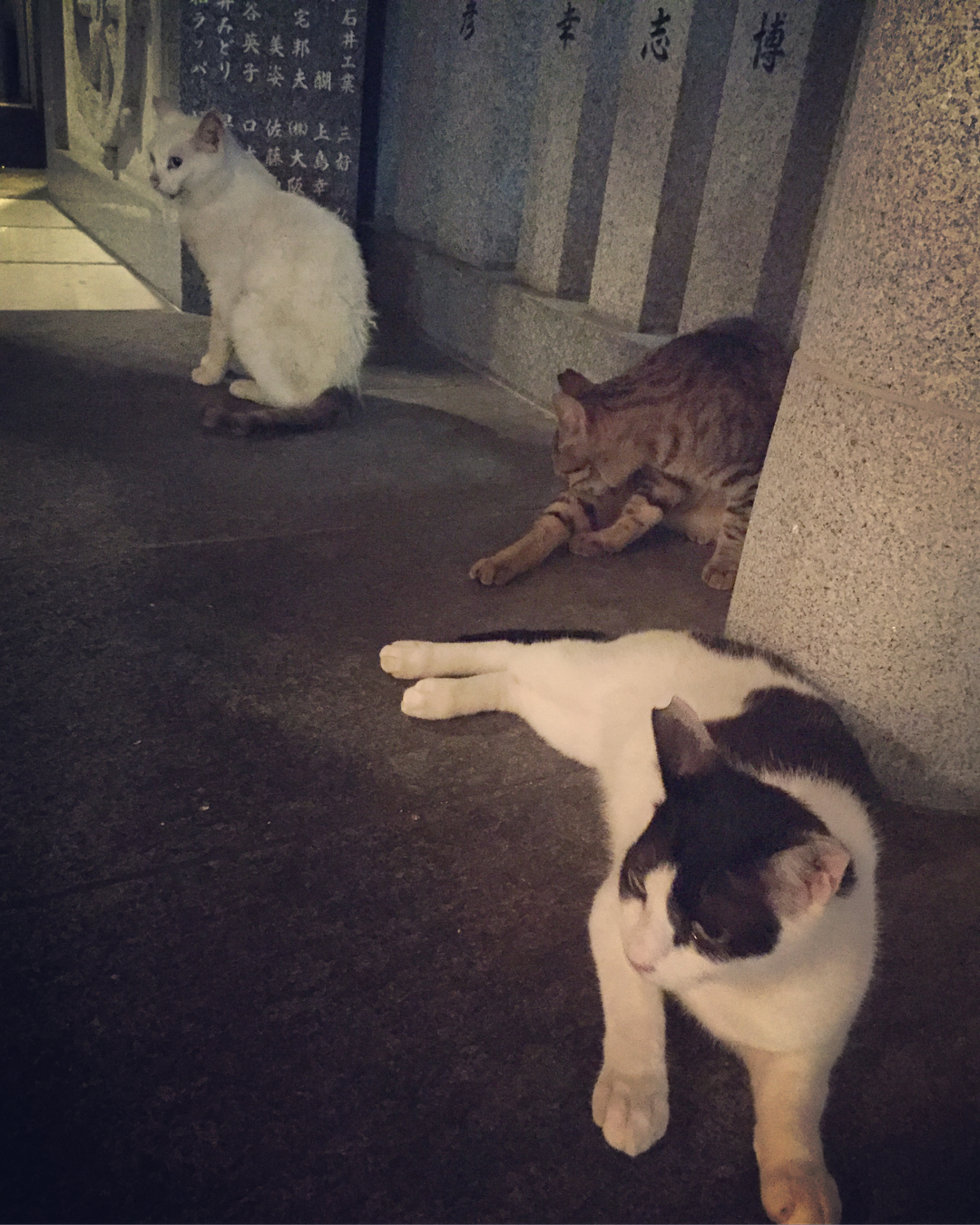 平野綾 法善寺のにゃんこたち くつろいでる姿 最後に合流した黒猫さんがやたらイケメンだった 法善寺 法善寺横丁 野良猫 にゃんこ 黒猫 Moe Zine 平野綾 法善寺のにゃんこたち くつろいでる姿 最後に合流した黒猫さんがやたらイケメンだった 法善寺 法善寺横丁 野良猫 にゃんこ 黒猫 Moe Zine