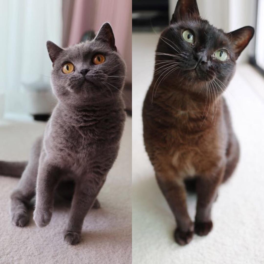 平野綾: #世界猫の日 ということで、 うちでいい子にお留守番している 