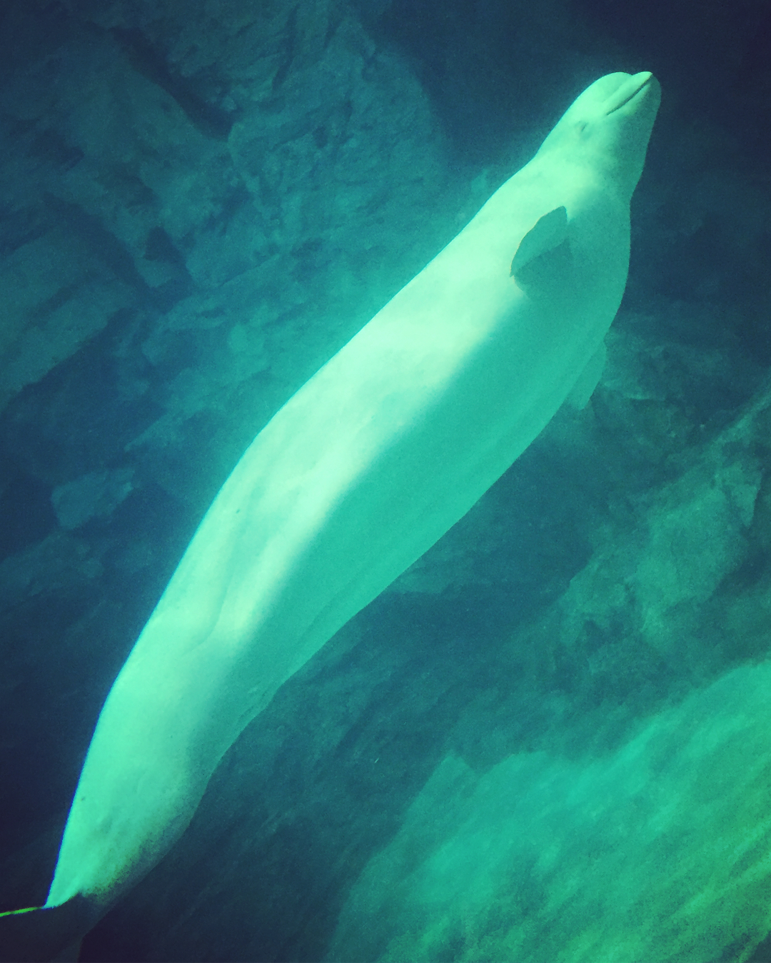平野綾 色んな子たちをまとめてみました イルカの赤ちゃんみたいに ベルーガも笑ってるように見える 他にもいくつか笑ってるようにみえる写真があって ここにいる子たちはき Moe Zine