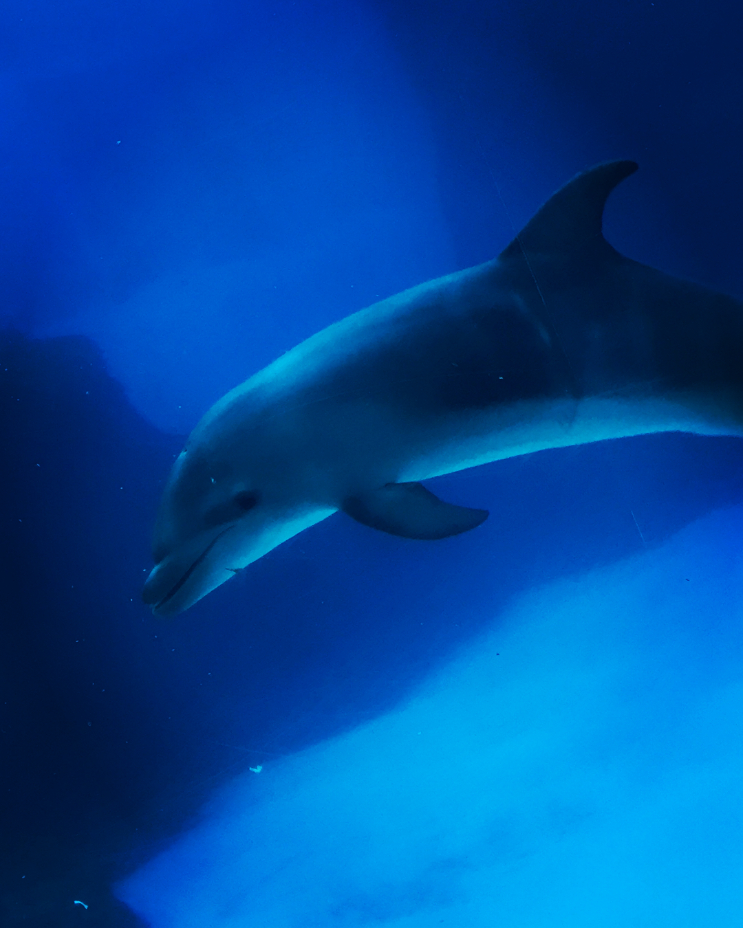 平野綾 イルカの赤ちゃんが生まれていました 赤ちゃんて人間でも動物でも動きがちゃんと赤ちゃんなんだよなぁ 純粋に 気持ちよさそうに泳いでいました 最後の写真 笑ってる Moe Zine