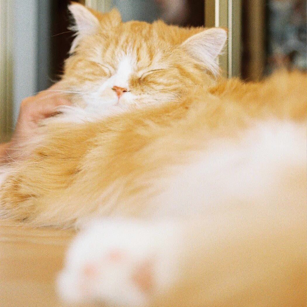 唐田えりか かわいい 猫は飼ってません 猫カフェにて ちなみに猫アレルギーです 動物大好きなんです 猫 猫カフェ Cat カワイイ Moe Zine