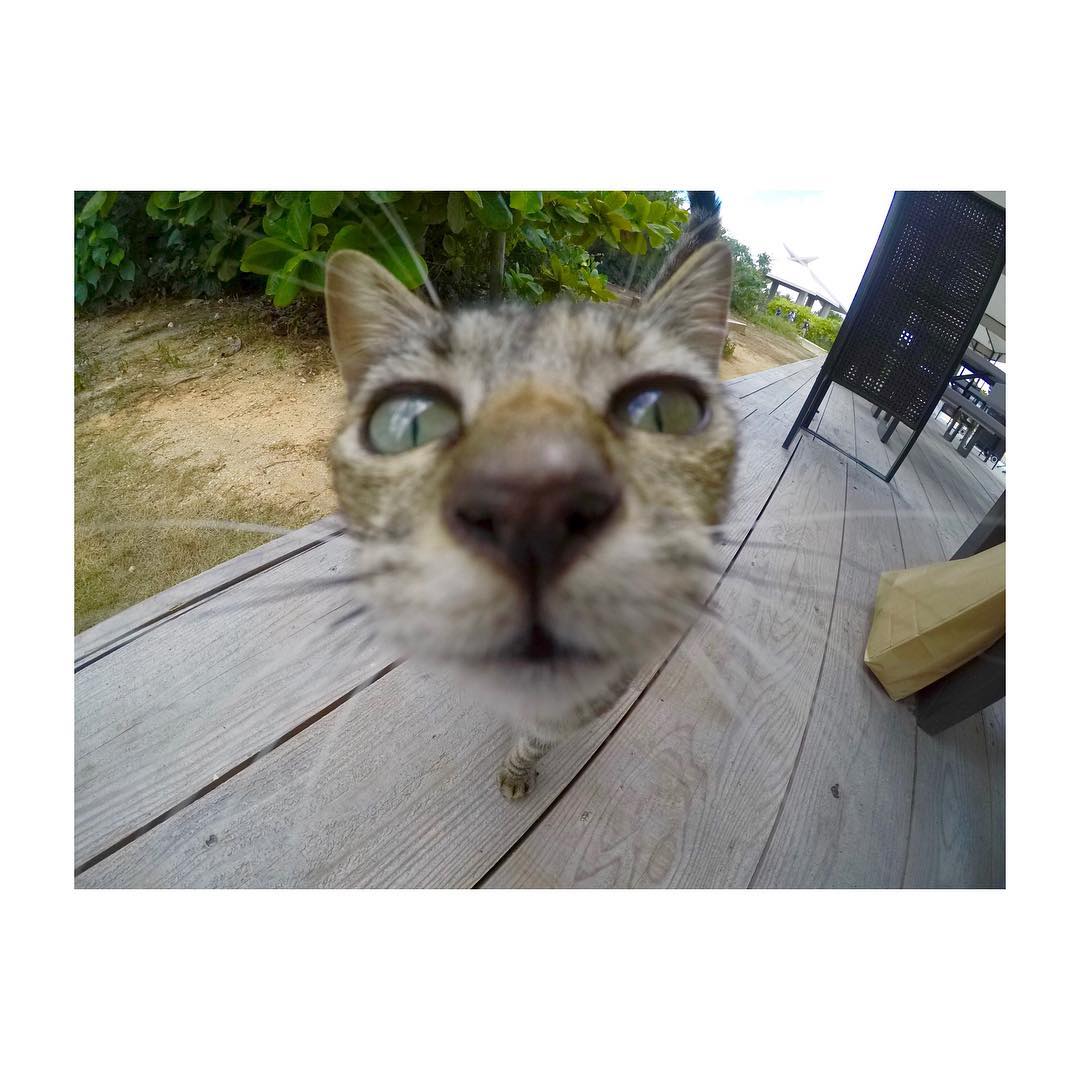 森園れん 今日bbqの時にgoproで可愛い猫ちゃんを撮影したら かなり近づいてきて 猫ちゃんって分からなくなったww 懐っこくて可愛らしい猫ちゃんでした レンズに1 Moe Zine 森園れん 今日bbqの時にgoproで可愛い猫ちゃんを撮影したら かなり近づいてきて 猫ちゃんって分からなくなったww 懐っこくて可愛らしい猫ちゃんでした レンズに1 Moe Zine