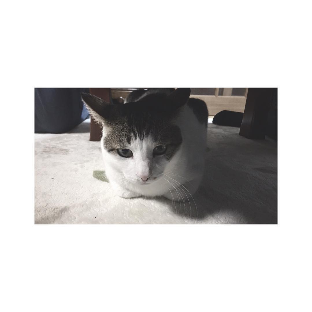 日比美思 もし猫が言葉を喋れたら きっと世界中の人が恋をしてしまうだろうなぁ にゃあ のままでいてね あなたが大好きです にゃんにゃんにゃんの日 一日遅れちゃっ Moe Zine 日比美思 もし猫が言葉を喋れたら きっと世界中の人が恋をしてしまうだろうなぁ にゃあ のままでいてね あなたが大好きです にゃんにゃんにゃんの日 一日遅れちゃっ Moe Zine