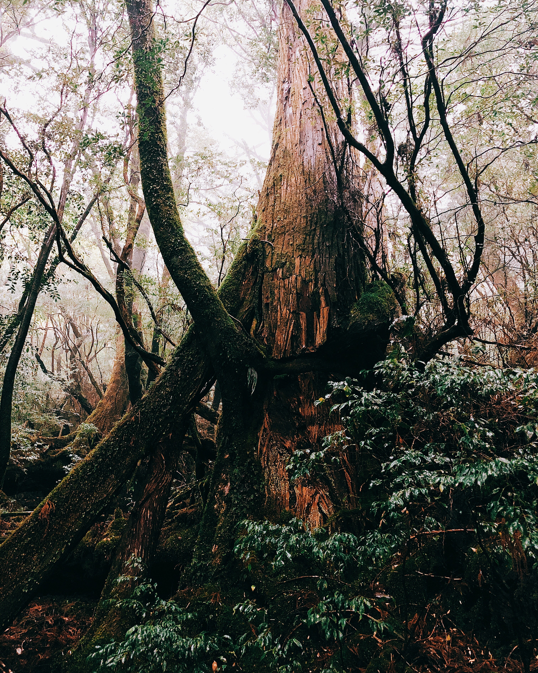谷まりあ 屋久島に来てます雨の中でも自然の偉大さを感じれて幸せ 大きな深呼吸をたくさんしちゃいました Naturalbeautycamp ナチュラルビューティーキャン Moe Zine