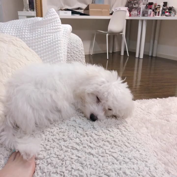 関根りさ 久しぶりにこんな笑ったわ笑 犯人確定なのにこんなすーんてした顔できる Www 演技派すぎるわハナマサwww 犯人 確実に犯人 音しない 系のおなら Moe Zine