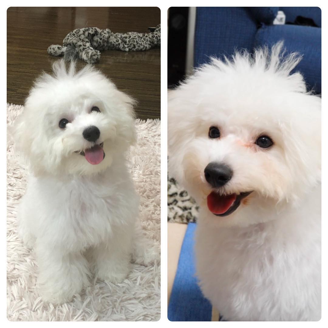 関根りさ 見比べるとトップにちょっと毛量が出てきた気がする アフロになるまでどれくらいかかるんだろ きゃわ ハナマサグラム Hanamasagram ビションフ Moe Zine