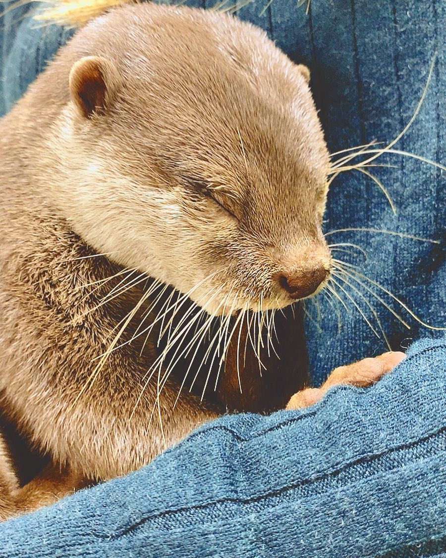 アンジェラ芽衣 カワウソさん 癒された アンジェラ芽衣 写真 Photo 動物 Animal カワウソ 寝ちゃった Moe Zine