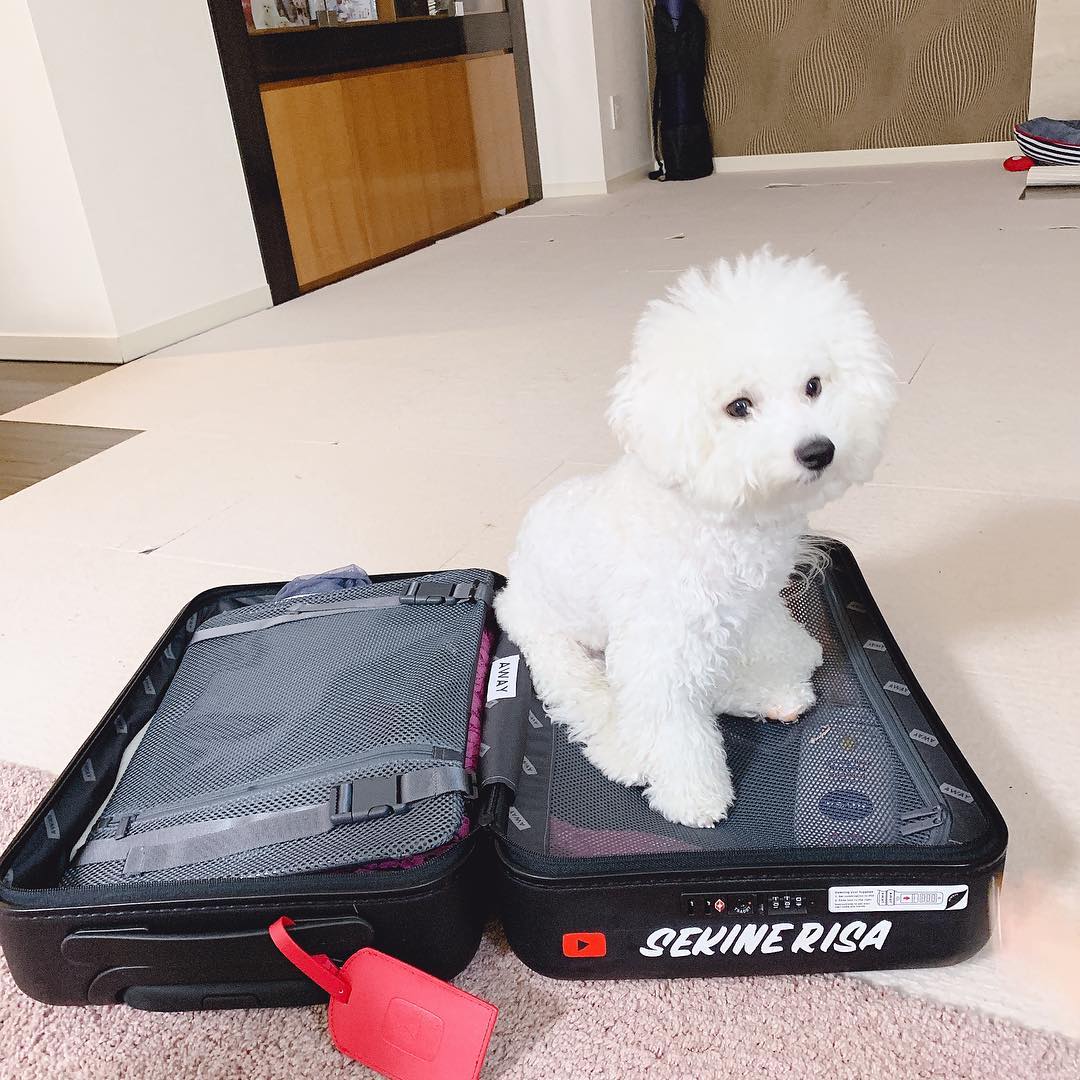 関根りさ 撮影行く準備してたらすごい行く気満々だし 荷物番感強い 座り込み 荷物番犬 Moe Zine