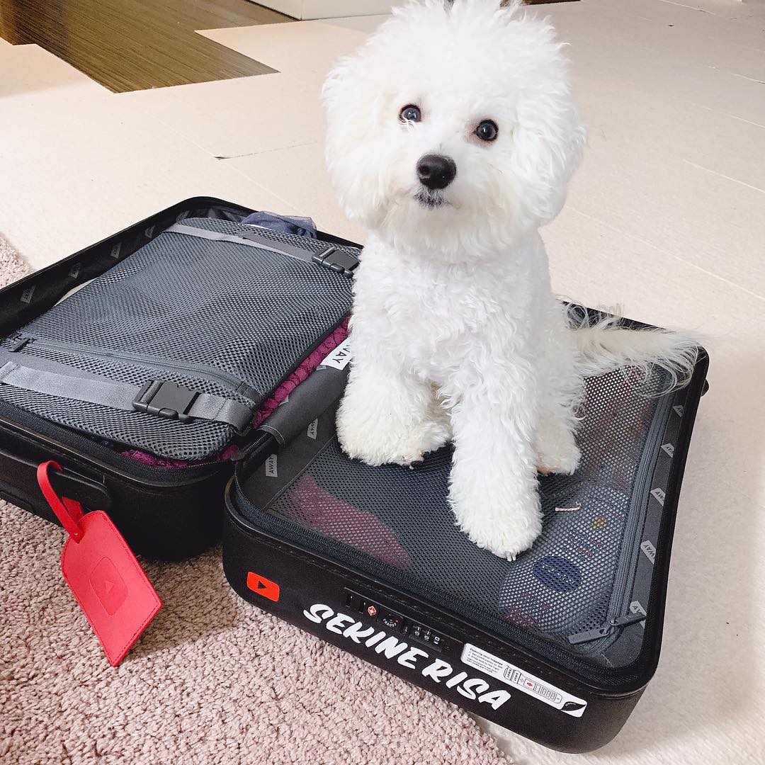 関根りさ 撮影行く準備してたらすごい行く気満々だし 荷物番感強い 座り込み 荷物番犬 Moe Zine