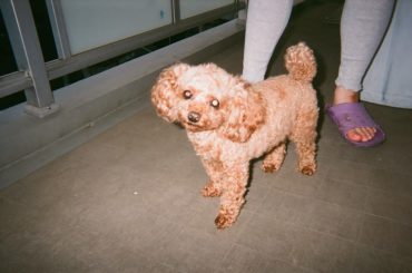 ベランダが大好きなうちのありす

#おじいちゃんおばあちゃん
#家
#フィルムカメラ...