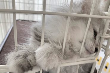 こめ
綿あめみたいにふわふわしているので顔をぎゅ〜っとうずめると幸せな気持ちになります。でも、タイミングが悪いと猫パンチをくらいます。
#にゃんすたぐらむ...