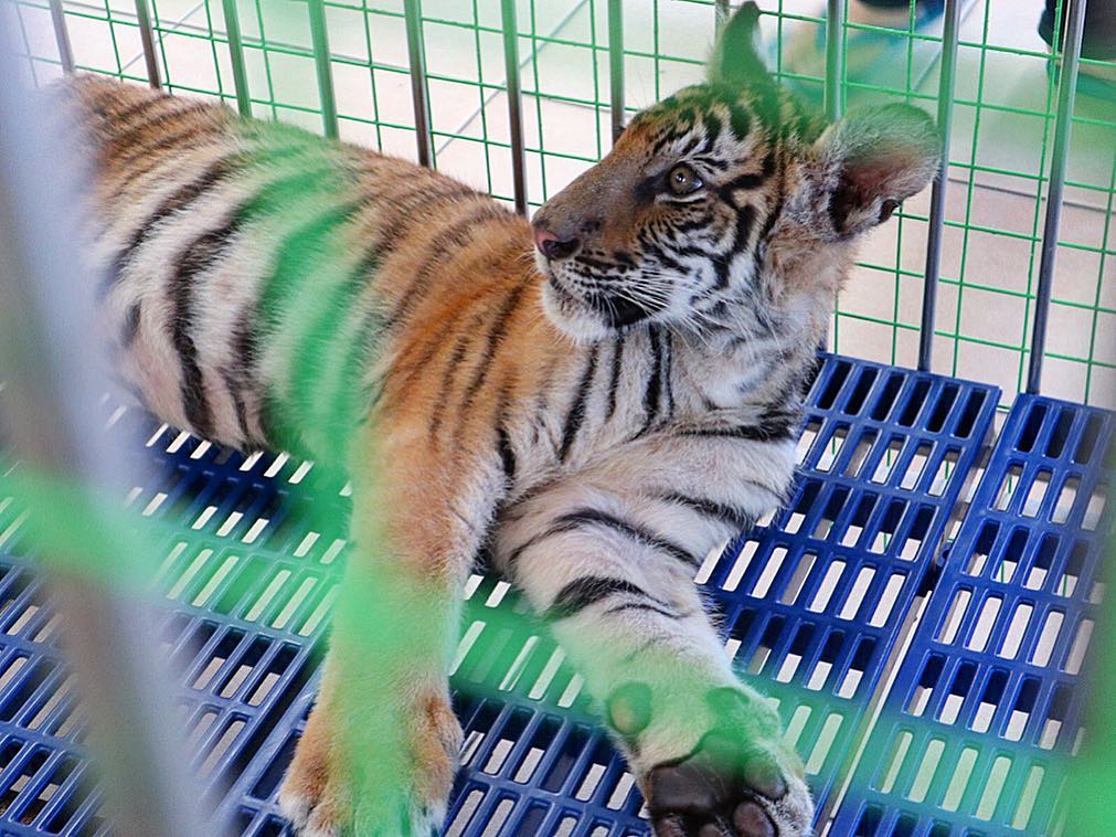 虎 と 写真 が 撮れる 日本 虎 と 写真 が 撮れる 日本