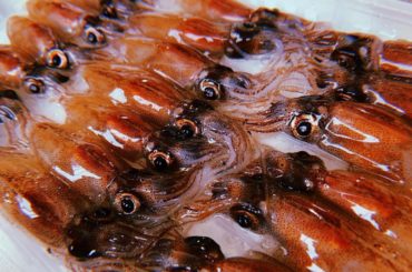 その後はレストランでほたるいかのお刺身としゃぶしゃぶを食べた！！！﻿
お刺身は臭みも何も無くてプリプリで食べやすくて、﻿
しゃぶしゃぶは旨みがじゅわ〜って口の中...