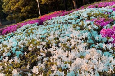 .

いい天気 暖かくいい日でしたね #こどもの日#ツツジ#暖かい#日曜日...