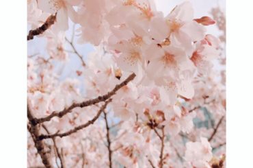 #桜 #sakura #japanesesakura #...