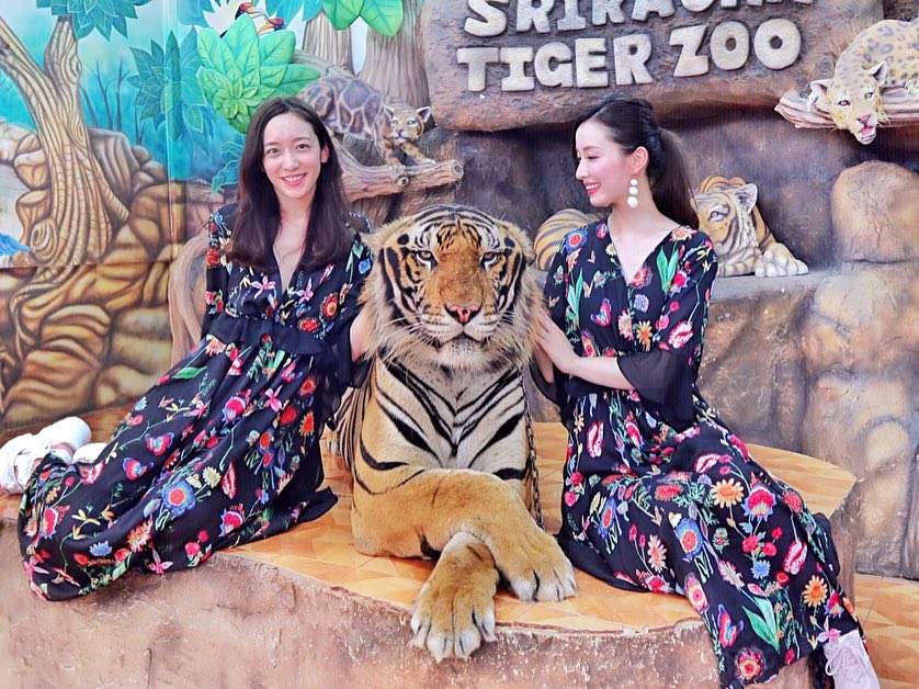虎 と 写真 が 撮れる 日本 @瀬戸早妃: 本物の虎と写真撮ってきたよー シーラチャータイガーズー Siracha tiger zoo 341 Moo