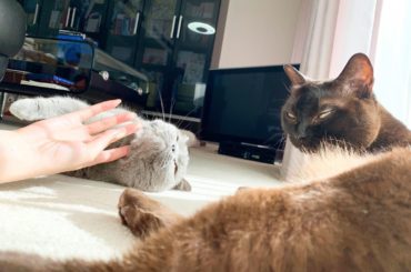 5月11日は道長のお誕生日﻿
﻿
8歳になりました﻿
﻿
﻿
3人でゴロゴロひなたぼっこ﻿
ぽかぽかで良いお天気だったので、﻿
そのまま3人で昼寝しました﻿
﻿...