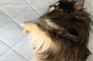 #愛犬  #ティナ日記
外の気温は
夏に向かって暖かくなったけど…
ボクは年中
肉厚毛皮のコートを着て過ごしてるんだっ！...