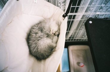 私の今の待受け写真です︎
可愛くて可愛くて、今日もおばあちゃんからこめの写真が送られてきたので、ず〜っと眺めていました.....
#film #にゃんすたぐらむ...