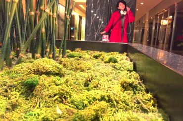 苔のふちこさんやりたくて撮ってみたけどなんかちがう...