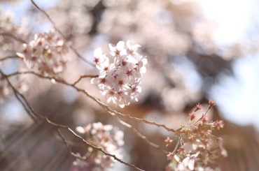 染井吉野2

#染井吉野 #桜 #新宿御苑 #一眼レフ...