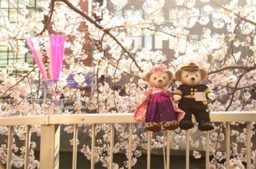 昨日は目黒川に桜を見に行ってきました
なぜここにダッフィーとシェリーメイがいたんだろう…。
ジェジュン愛してる…？
#一眼レフ #Canon #桜...