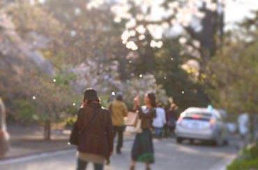 今日は新宿御苑へ行ってきました
いろんな桜の種類を写真に収めたくて種類が豊富な新宿御苑に初めて入りました...