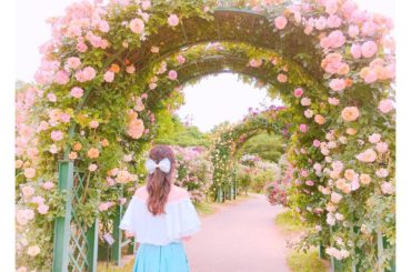 初めてのバラ園
*
中はおとぎの国みたいだった
*
*
#rose
#バラ園 #京成バラ園...