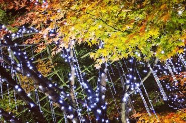 紅葉×イルミネーション
夜の暗い街をキラキラに輝かせてくれる明るい光を見ると元気になれるそんなパワーをくれるイルミネーションはやっぱり好きだなぁ私の冬の楽しみ
...