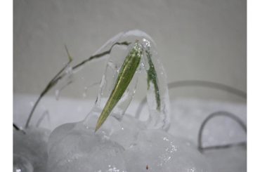 家の近くで見つけたすごいもの。
屋根からの雪解け水が葉っぱにかかってそれが気温で凍ったもの。
しかもちゃんと均等に葉っぱの形に凍っててすごいきれい。...