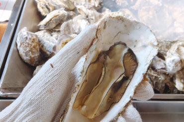 .
こちら牡蠣でーす
食べ放題してきました
形が綺麗で身が大きいの！
あっという間な40分だった^ ^
.
#宮城 #松島 #女子旅
#武藤十夢 #とむさほ...