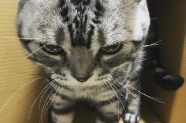 新しいお家

#猫 #cat #スコティッシュ #スコティッシュフォールド #ビス #ダンボール #ダンボール猫...