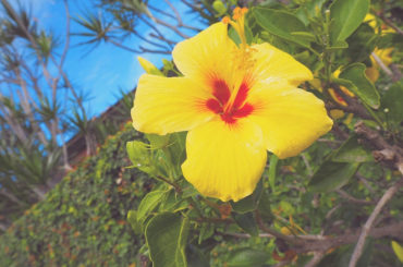 _
景色編
晴れた日のハワイ最高でした
#hawaii
#sunsetbeach 
#ミラーレス一眼...