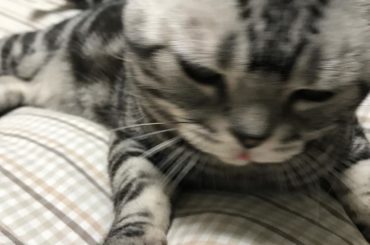 かわいいビスの画像見て、
単独コンサートのリハ
もうひとがんばりしてきます！！ #猫 #cat #ビス #...