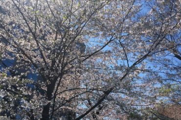 .
3月も今日でお終い
春って何だかあっという間。
.
#お花見 #桜 #春...