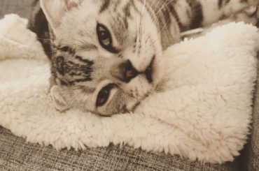 癒されます

#ビス #猫...