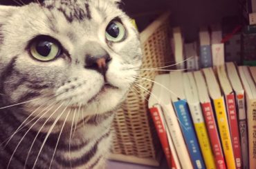 本とビス。
明日もいい日になりますように

#猫 #cat #ビス #猫のいる暮らし...