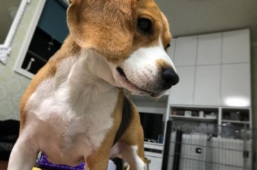 進撃のオグちゃんってかんじ。
.
.
#愛犬 #オグリ # #ビーグル #beagle #胸毛 #モフモフ...